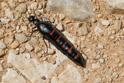 Berberomeloe majalis (Red-striped Oil Beetle).jpg